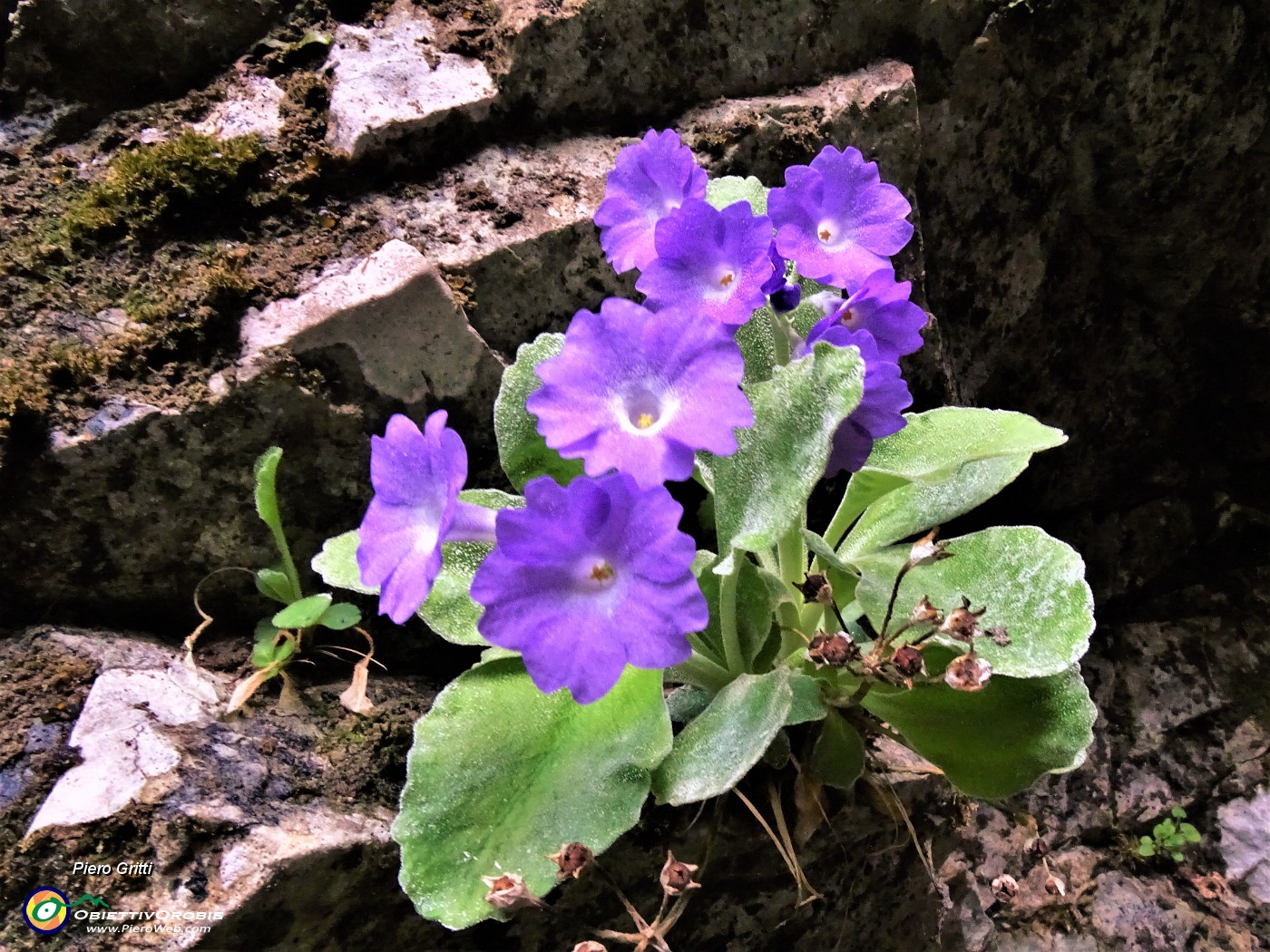 62 Primula albenensis alla S-cepa dol geru in Val Gerona (1220 m).JPG